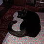 animal, bedspread, black_cat, carpet, cat, curled_up, dim_light, domestic_cat, feline, fur, furniture, indoor, looking, patterned_fabric, pet, quiet, resting, room, tail, yellow_eyes