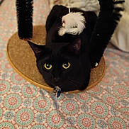 Wednesday is registered to the contest to win money with this photo: black_cat, cat, pet, animal, toy, mouse_toy, bedspread, pattern, yellow_eyes, fur, whiskers, ears, collar, indoor, cute, playful, resting, feline, home, cozy