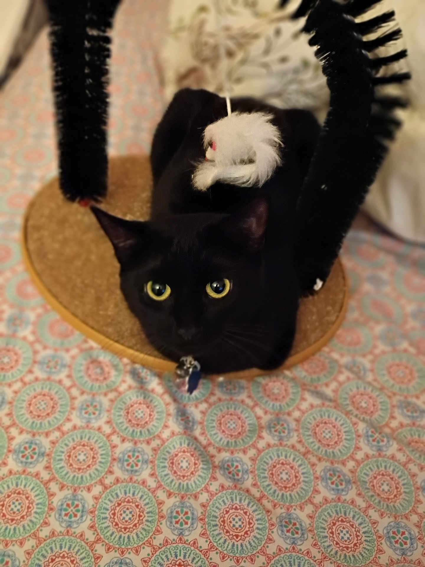 Wednesday is registered to the contest to win money with this photo: black_cat, cat, pet, animal, toy, mouse_toy, bedspread, pattern, yellow_eyes, fur, whiskers, ears, collar, indoor, cute, playful, resting, feline, home, cozy