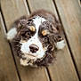animal, brown_fur, canine, close_up, cute, dog, eyes, fluffy, friendly, fur, looking_up, nose, outdoor, pet, portrait, puppy, sitting, whiskers, white_fur, wooden_deck