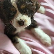 Penelope is registered to the contest to win money with this photo: puppy, dog, close_up, tricolor, cute, pet, animal, blanket, soft, fur, nose, eyes, indoors, resting, young, portrait, pink, cozy, adorable, friend