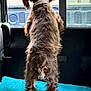 Penelope joined the competition — help win amazing prizes! back_view, brown, car_interior, car_seat, collar, curious, curly_fur, daylight, dog, domestic_animal, furry, indoor, leather_seat, looking_out, pet, standing, towel, vehicle, white_paws, window