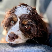 Penelope joined the competition — help win amazing prizes! affectionate, animal, brown_and_white, calm, close_up, curly_fur, cute, dog, expressive_eyes, fur_texture, indoor, nostrils, pet, portrait, puppy, resting, snout, soft_light, whiskers, young_dog