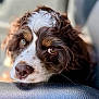 affectionate, animal, brown_and_white, calm, close_up, curly_fur, cute, dog, expressive_eyes, fur_texture, indoor, nostrils, pet, portrait, puppy, resting, snout, soft_light, whiskers, young_dog