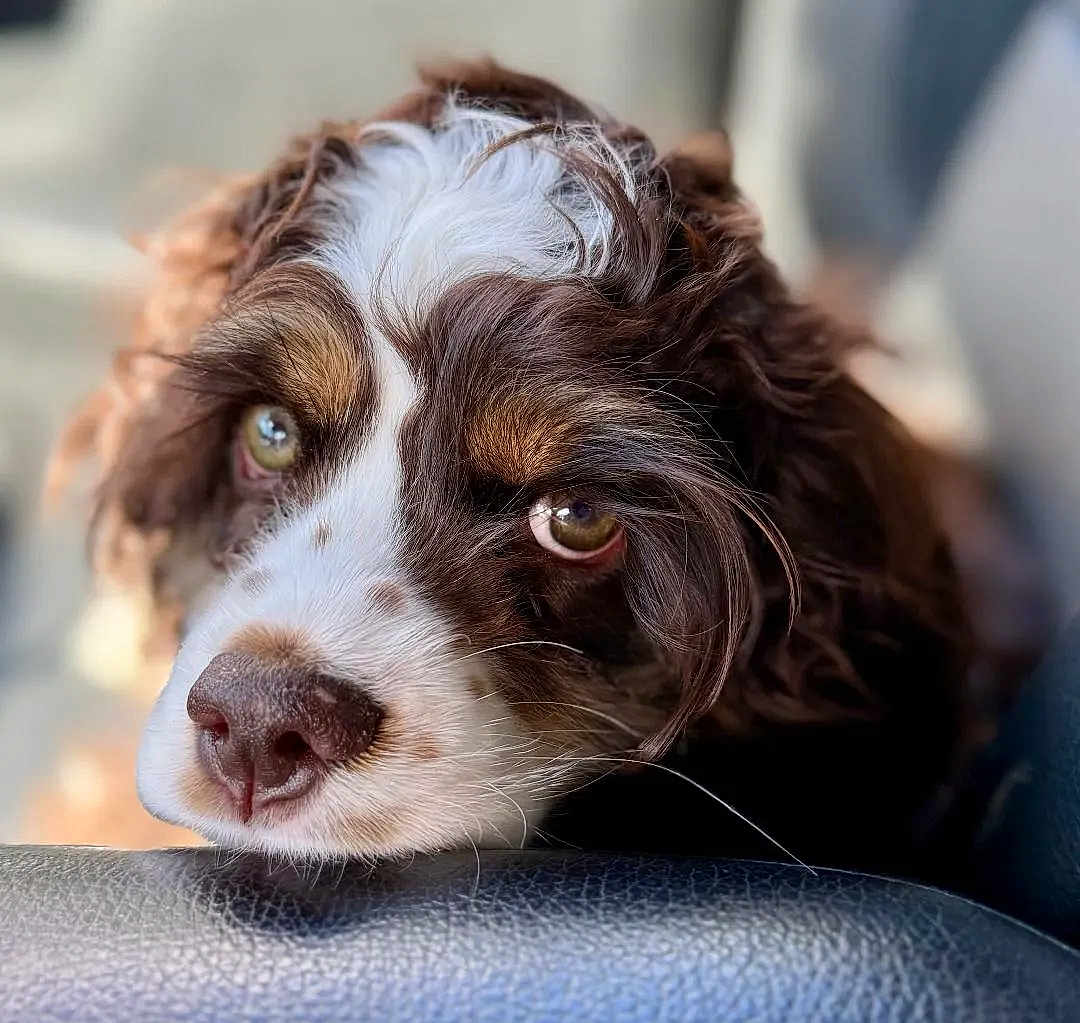 Penelope
