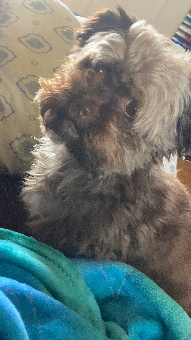 Mocha Croy is registered to the contest to win money with this photo: canidae, carnivore, cockapoo, companion_dog, dog, dog_breed, electric_blue, fur, liver, maltepoo, poodle_crossbreed, puppy_love, shih_poo, small_terrier, snout, sporting_group, terrier, toy_dog, water_dog, working_animal