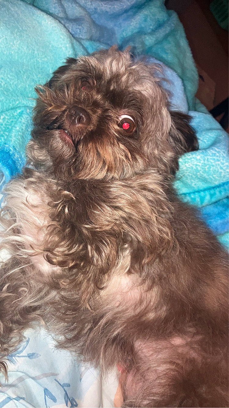 Mocha Croy joined the competition — help win amazing prizes! canidae, carnivore, companion_dog, dog, dog_breed, dog_supply, fur, liver, maltepoo, pet_supply, poodle_crossbreed, shih_poo, small_terrier, snout, sporting_group, terrestrial_animal, terrier, toy_dog, water_dog, working_animal