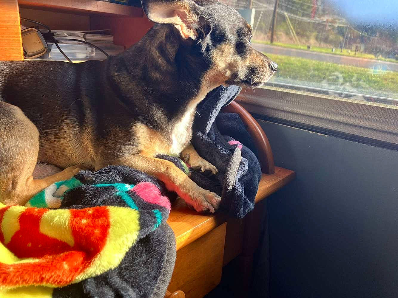 Harley joined the competition — help win amazing prizes! canidae, carnivore, collar, comfort, companion_dog, dog, dog_breed, dog_collar, dog_supply, fawn, fur, linens, paw, plant, snout, sporting_group, window, windshield, working_animal, working_dog