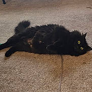 Minnow joined the competition — help win amazing prizes! animal, black_cat, carpet, cat, curious, cute, domestic_animal, feline, fluffy, fur, home, household, indoor, lying_down, mammal, pet, relaxed, tail, whiskers, yellow_eyes