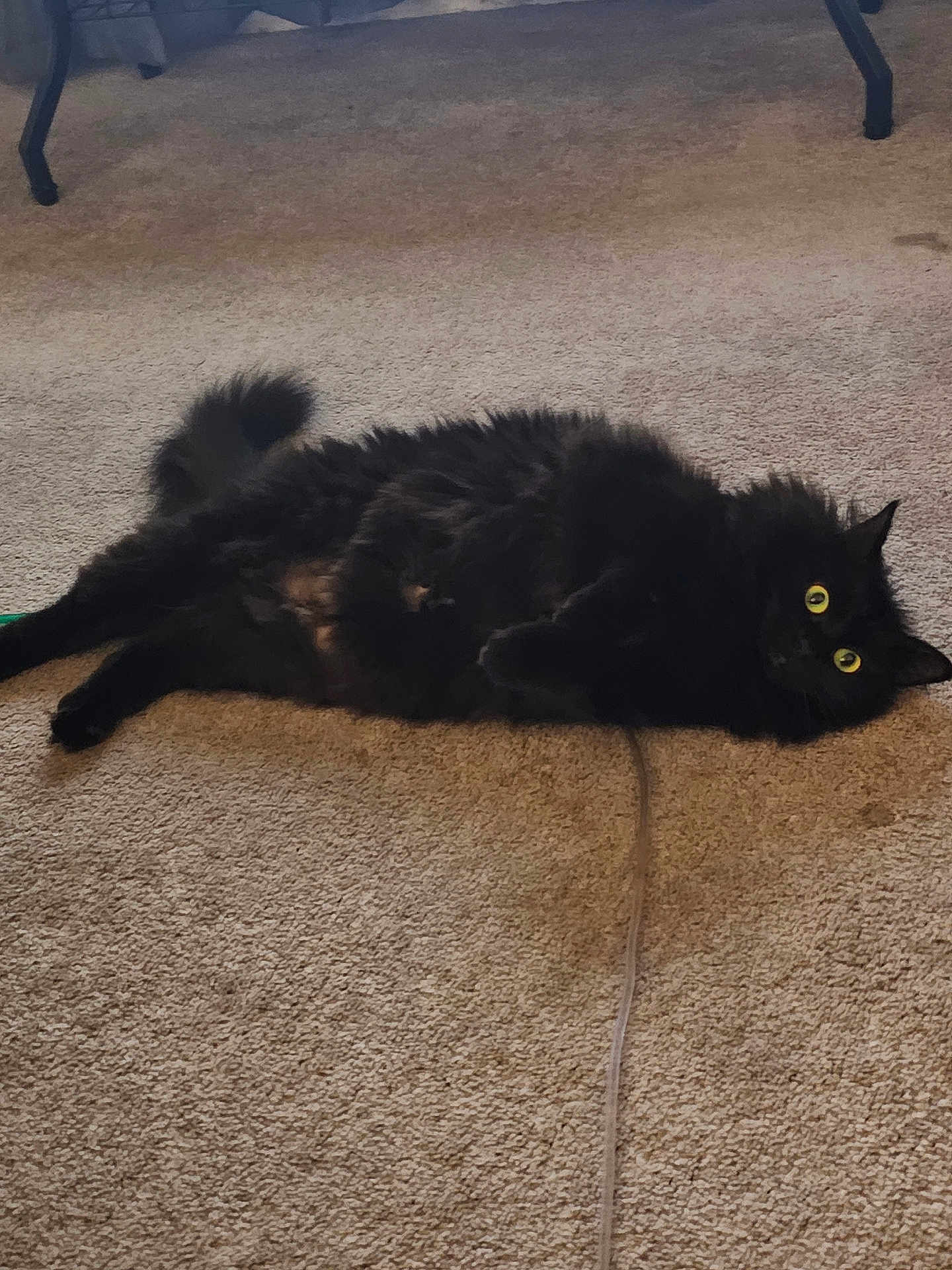 Minnow joined the competition — help win amazing prizes! animal, black_cat, carpet, cat, curious, cute, domestic_animal, feline, fluffy, fur, home, household, indoor, lying_down, mammal, pet, relaxed, tail, whiskers, yellow_eyes