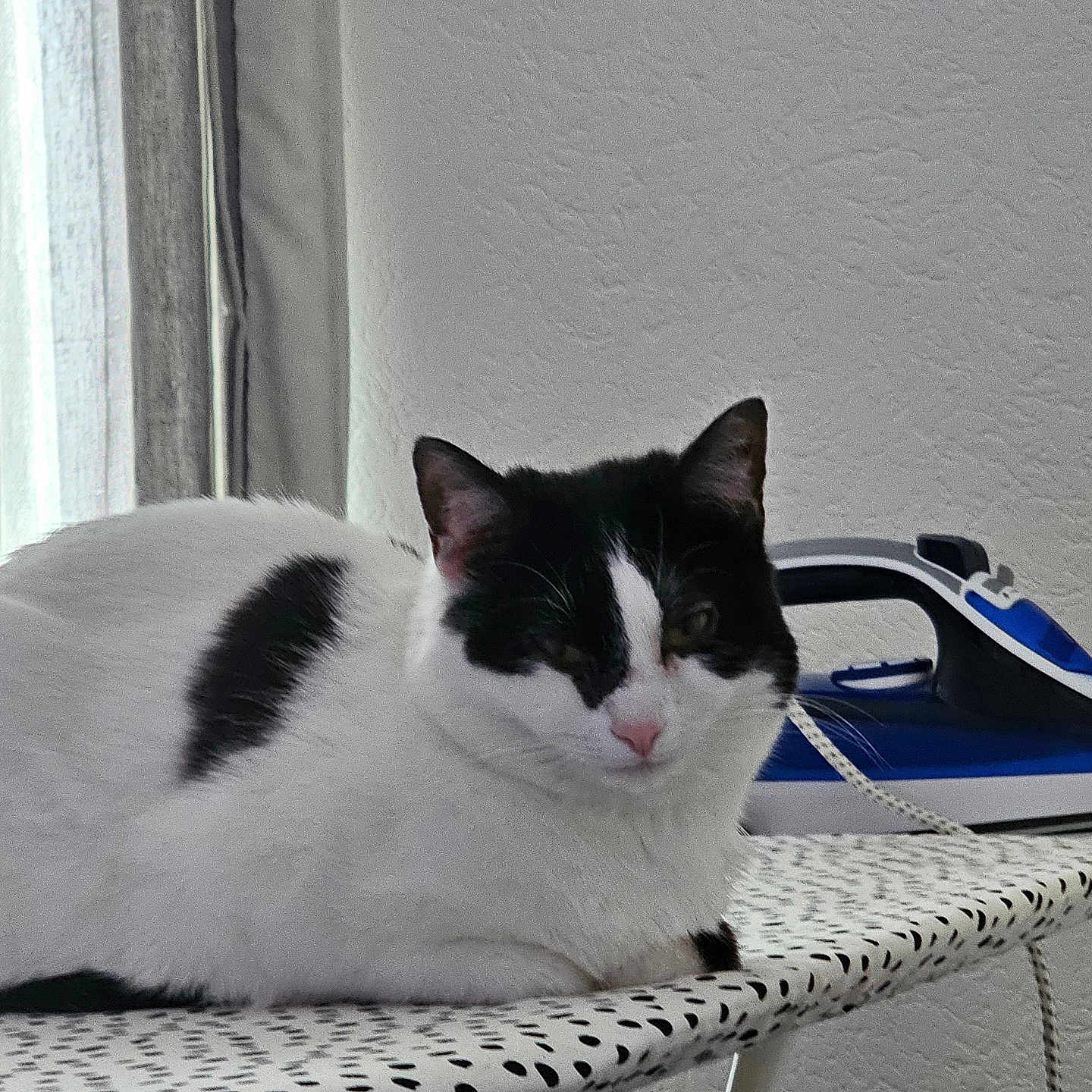Suzi