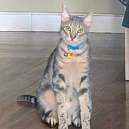 Smokey joined the competition — help win amazing prizes! cat, tabby, pet, indoor, floor, collar, tag, wooden_floor, animal, feline, sitting, looking, ears, whiskers, eyes, tail, domestic, fur, house, curious