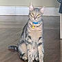 cat, tabby, pet, indoor, floor, collar, tag, wooden_floor, animal, feline, sitting, looking, ears, whiskers, eyes, tail, domestic, fur, house, curious