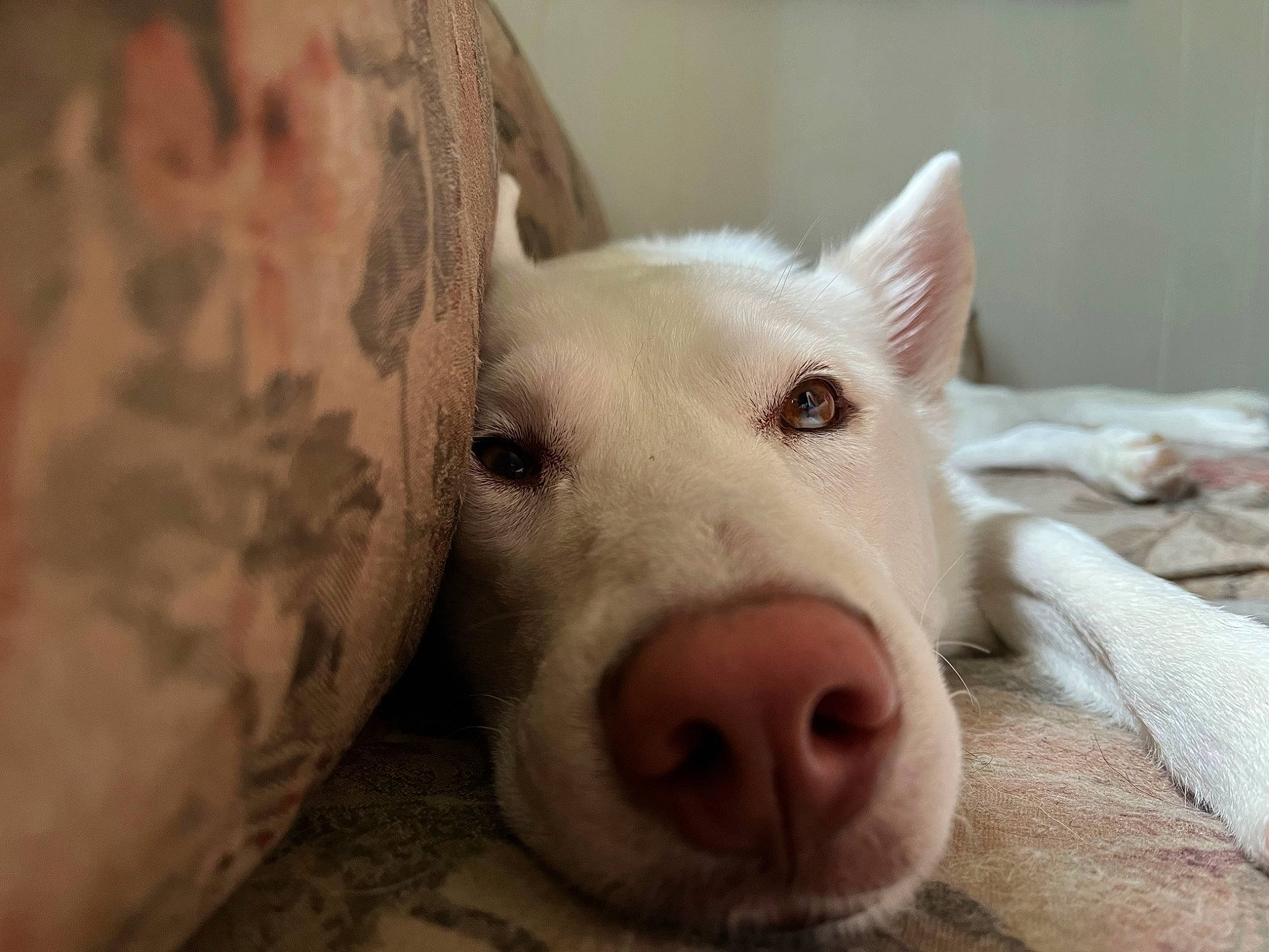 Koda Mae is registered to the contest to win money with this photo: bull_terrier, canidae, carnivore, comfort, companion_dog, dog, dog_breed, dogo_argentino, ear, flesh, fur, non_sporting_group, puppy, scar, snout, sporting_group, suidae, terrestrial_animal, whiskers