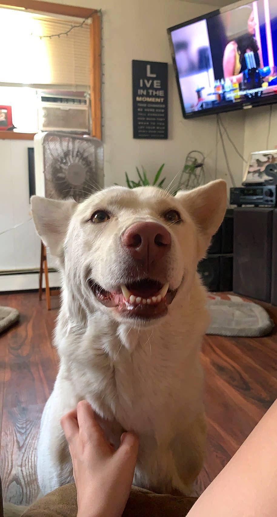 Koda Mae is registered to the contest to win money with this photo: cable_television, canidae, carnivore, companion_dog, display_device, dog, dog_breed, fang, fawn, flooring, fur, home_appliance, jaw, led_backlit_lcd_display, picture_frame, snout, sporting_group, television, whiskers, working_animal