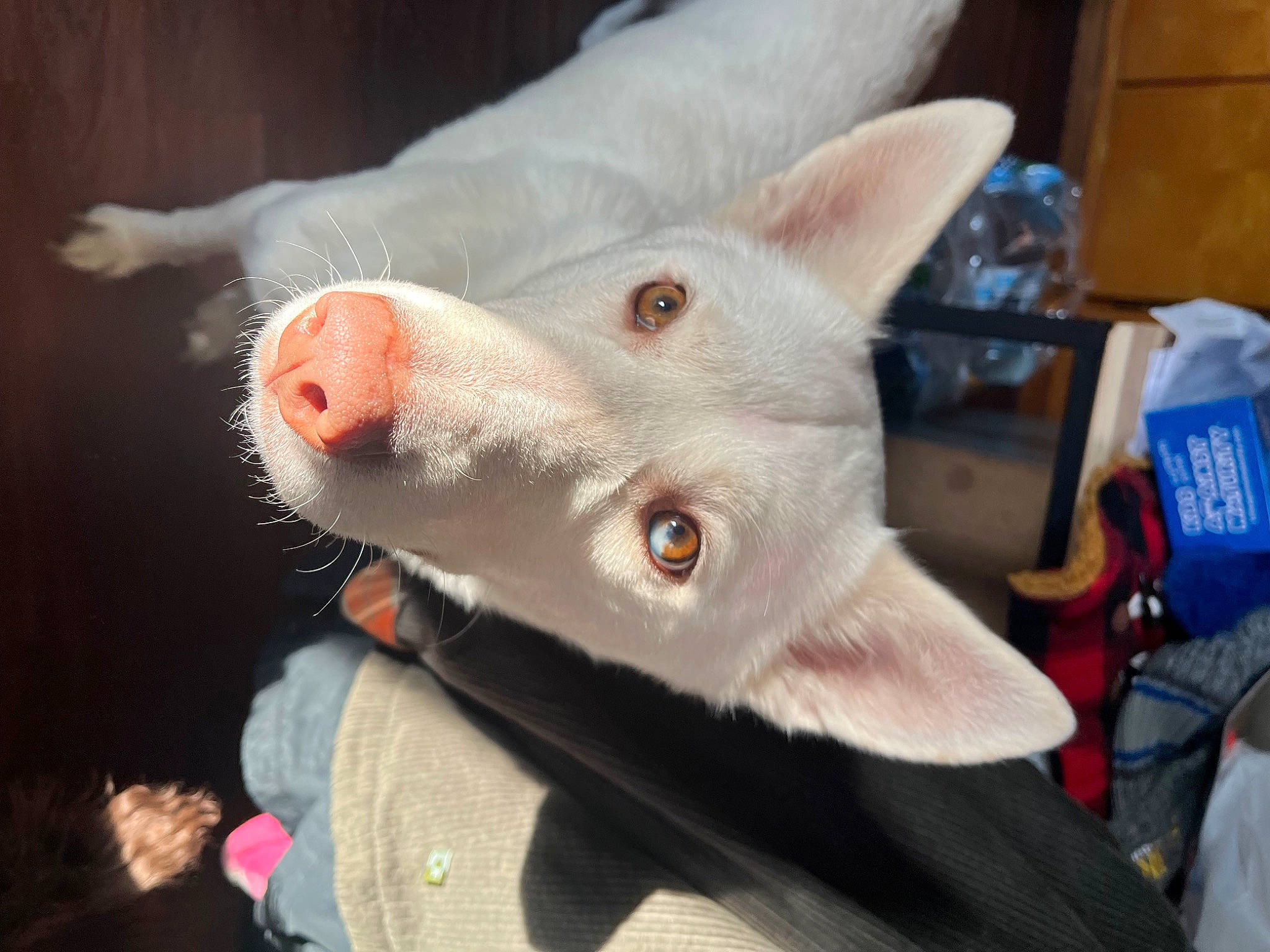 Koda Mae is registered to the contest to win money with this photo: canidae, carmine, carnivore, companion_dog, dog, dog_breed, ear, felidae, flesh, fur, jaw, non_sporting_group, scar, snout, sporting_group, tail, whiskers