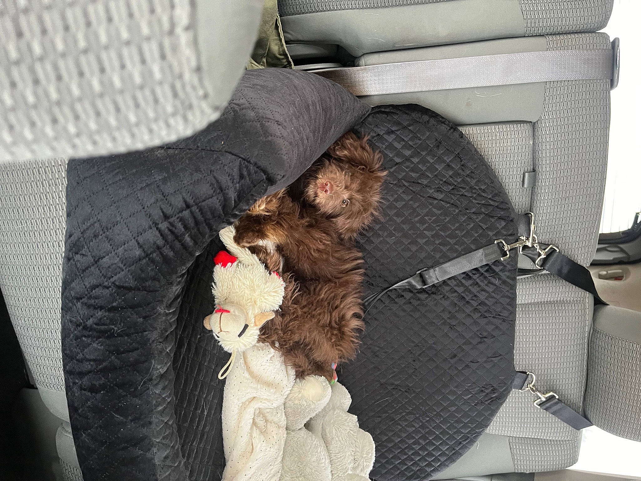 Diego is registered to the contest to win money with this photo: auto_part, baby_carriage, baby_products, bag, baggage, canidae, car_seat, carnivore, comfort, companion_dog, felidae, fur, mammal, product, small_to_medium_sized_cats, sporting_group, stuffed_toy, suitcase, toy, vehicle_door