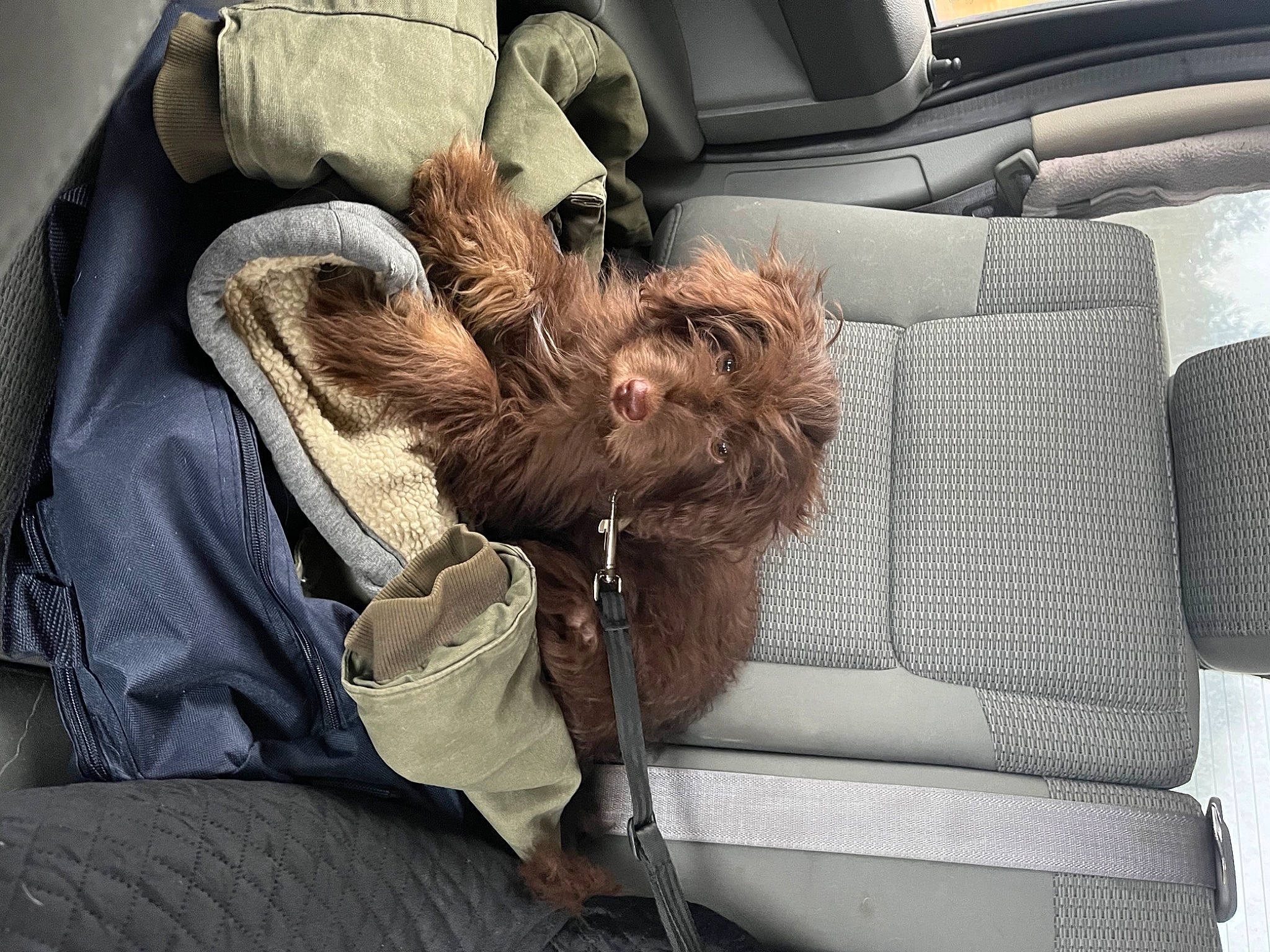 Diego joined the competition — help win amazing prizes! auto_part, car, car_seat, car_seat_cover, carnivore, comfort, companion_dog, dog, family_car, fawn, fur, linens, liver, luxury_vehicle, motor_vehicle, personal_luxury_car, radio, toy_dog, vehicle, vehicle_door