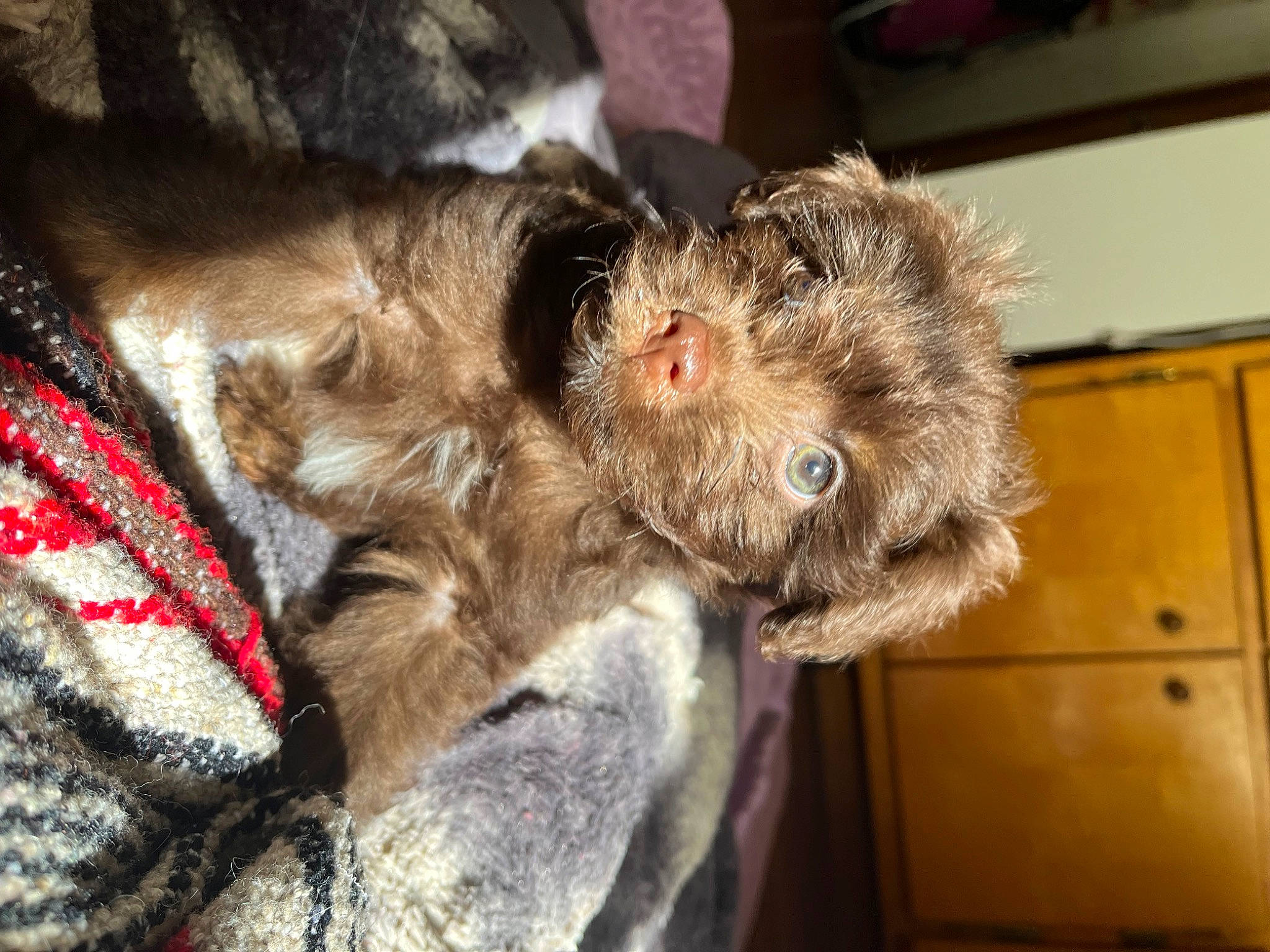 Diego joined the competition — help win amazing prizes! cabinetry, carnivore, collar, comfort, companion_dog, cupboard, dog, dog_breed, felidae, fur, liver, paw, small_terrier, small_to_medium_sized_cats, sporting_group, terrier, whiskers, working_animal