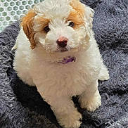 Daisy Mae is registered to the contest to win money with this photo: adorable, animal, brown_patch, collar, companion, cozy, curly_fur, cute, dog, domestic_animal, fluffy, fur_texture, indoor, looking_up, pet_bed, puppy, relaxed, small_dog, white_fur, young_dog