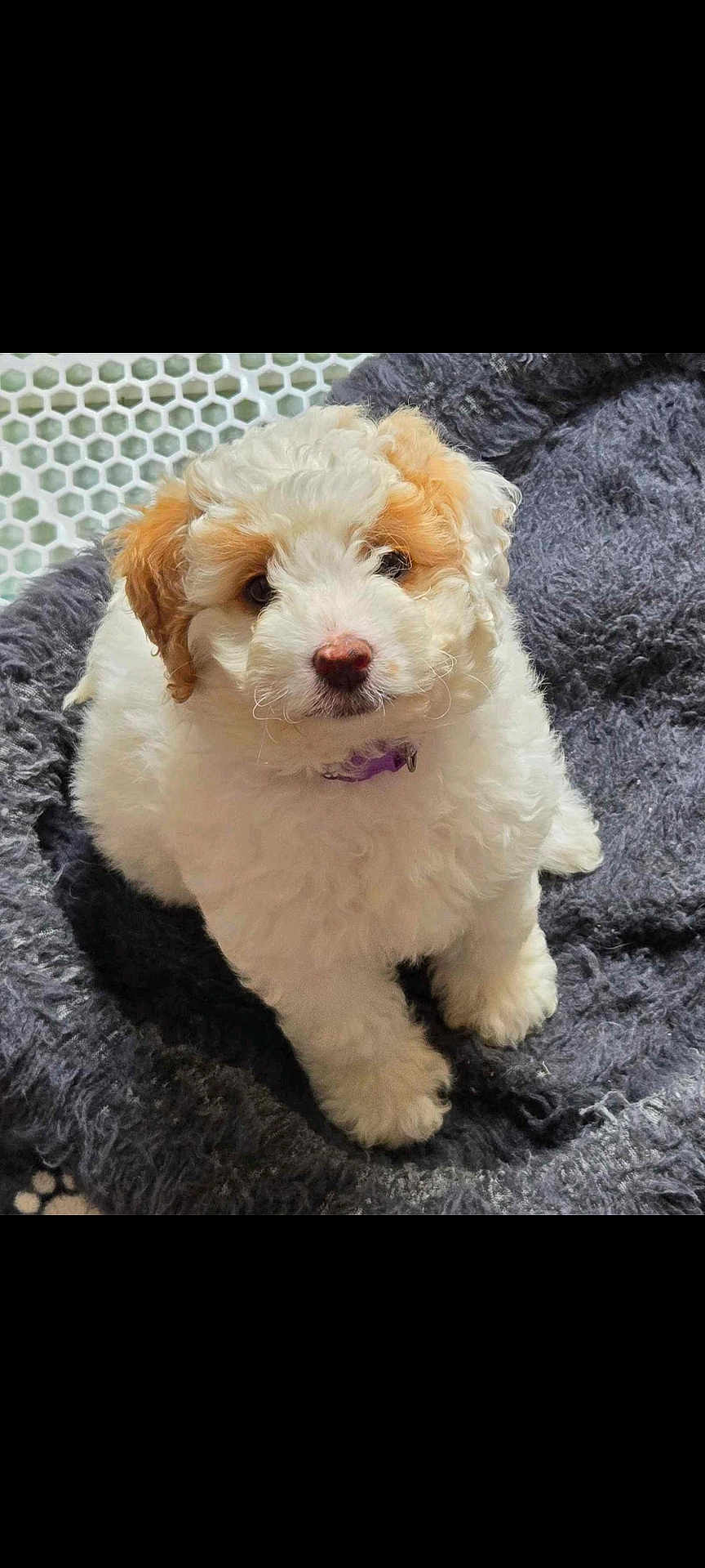 Daisy Mae