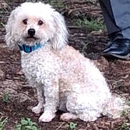 Diego joined the competition — help win amazing prizes! dog, white_dog, curly_fur, blue_collar, sitting, outdoor, dirt, grass, plant, pet, animal, fur, canine, ground, shoe, leg, person, nature, paw, companion