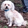 dog, white_dog, curly_fur, blue_collar, sitting, outdoor, dirt, grass, plant, pet, animal, fur, canine, ground, shoe, leg, person, nature, paw, companion