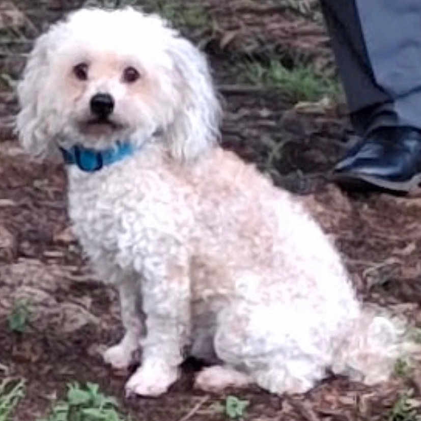 Diego joined the competition — help win amazing prizes! dog, white_dog, curly_fur, blue_collar, sitting, outdoor, dirt, grass, plant, pet, animal, fur, canine, ground, shoe, leg, person, nature, paw, companion
