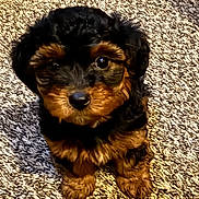 Louie is registered to the contest to win money with this photo: puppy, dog, small_dog, black_and_brown, fluffy, carpet, indoor, cute, pet, animal, looking_up, fur, adorable, young_dog, sitting, close_up, companion, domestic_animal, cute_pet, friend