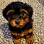 puppy, dog, small_dog, black_and_brown, fluffy, carpet, indoor, cute, pet, animal, looking_up, fur, adorable, young_dog, sitting, close_up, companion, domestic_animal, cute_pet, friend