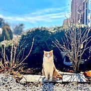 Bubbas is registered to the contest to win money with this photo: cat, orange_cat, white_cat, outdoor, garden, stones, bushes, shadow, sunlight, daytime, sky, blue_sky, nature, animal, pet, sitting, quiet, calm, leafless_bush, plant