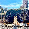cat, orange_cat, white_cat, outdoor, garden, stones, bushes, shadow, sunlight, daytime, sky, blue_sky, nature, animal, pet, sitting, quiet, calm, leafless_bush, plant