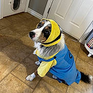 Cooper joined the competition — help win amazing prizes! animal, blue, canine, costume, cute, dog, door, dress_up, floor, fur, headgear, house, indoor, looking_up, minion, pet_clothing, pet_flap, sitting, tile_floor, yellow