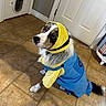 animal, blue, canine, costume, cute, dog, door, dress_up, floor, fur, headgear, house, indoor, looking_up, minion, pet_clothing, pet_flap, sitting, tile_floor, yellow