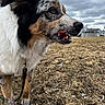 Cooper joined the competition — help win amazing prizes! animal, black, brown, canine, cloudy_sky, daytime, dog, ears, expression, field, fur, grass, leash, muzzle, nature, outdoor, pet, side_profile, tongue_out, white