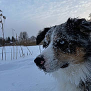 Cooper joined the competition — help win amazing prizes! dog, snow, winter, blue_eyes, fur, outdoor, animal, canine, nature, cold, landscape, frozen, portrait, side_profile, snowflakes, quiet, serene, winter_climate, animal_portrait, daytime