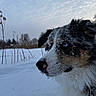 dog, snow, winter, blue_eyes, fur, outdoor, animal, canine, nature, cold, landscape, frozen, portrait, side_profile, snowflakes, quiet, serene, winter_climate, animal_portrait, daytime