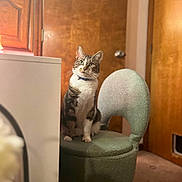 Otis is registered to the contest to win money with this photo: animal, carpet, cat, chair, collar, cozy, curious, cute, domestic, feline, fur, furniture, home, indoor, looking_up, pet, sitting, tabby, whiskers, wooden_door