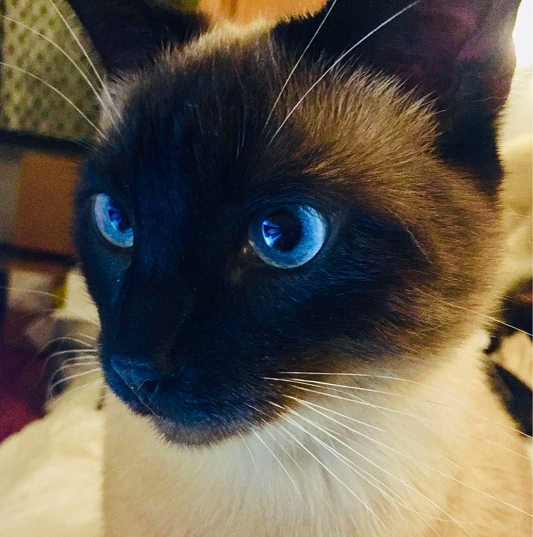 Oli participe au concours pour gagner de l'argent avec cette photo : birman, carnivore, cat, close_up, ear, electric_blue, eye, eyebrow, fawn, felidae, hair, head, human_body, iris, nose, siamese, small_to_medium_sized_cats, snout, terrestrial_animal, whiskers