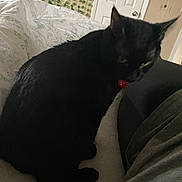 Blitzo is registered to the contest to win money with this photo: bed, bedding, black_cat, blanket, cat, collar, cozy, curtain, door, doorknob, ear, furniture, human_leg, indoor, pajama, pet, sitting, tag, wall, whiskers