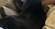 Blitzo is registered to the contest to win money with this photo: black_cat, blanket, carpet, cat, close_up, couch, cozy, fur, home, human_leg, indoor, living_room, lounging, nap, paw, pet, relaxation, sleeping, upholstery, whiskers