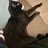Blitzo is registered to the contest to win money with this photo: black_cat, blanket, carpet, cat, couch, cozy, feline, fur, home, human_leg, indoor, nap, paw, pet, pillow, relaxed, sleeping, sofa, toy, whiskers