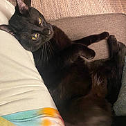 Blitzo joined the competition — help win amazing prizes! animal, black_cat, carpet, cat, clothing, couch, cozy, curious, feline, fur, home, indoor, paw, person, pet, relaxing, resting, tie_dye, whiskers, yellow_eyes