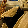 Blitzo is registered to the contest to win money with this photo: black_cat, blanket, cat, couch, cozy, cushion, feline, indoor, living_room, night, pet, plant, relaxed, resting, silhouette, sofa, upholstery, whiskers, window, wooden_chair