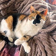 Rona joined the competition — help win amazing prizes! cat, calico, animal, pet, feline, fur, green_eyes, blanket, texture, cozy, indoor, resting, cute, soft, warm, comfortable, relaxed, close_up, laying, domestic
