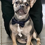 Volt participe au concours pour gagner de l'argent avec cette photo : french_bulldog, dog, bow_tie, pet, canine, sitting, floor, tile, black_pants, indoor, paw, ears, face, animal, companion, cute, domestic_animal, portrait, looking, well_dressed
