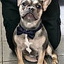 french_bulldog, dog, bow_tie, pet, canine, sitting, floor, tile, black_pants, indoor, paw, ears, face, animal, companion, cute, domestic_animal, portrait, looking, well_dressed