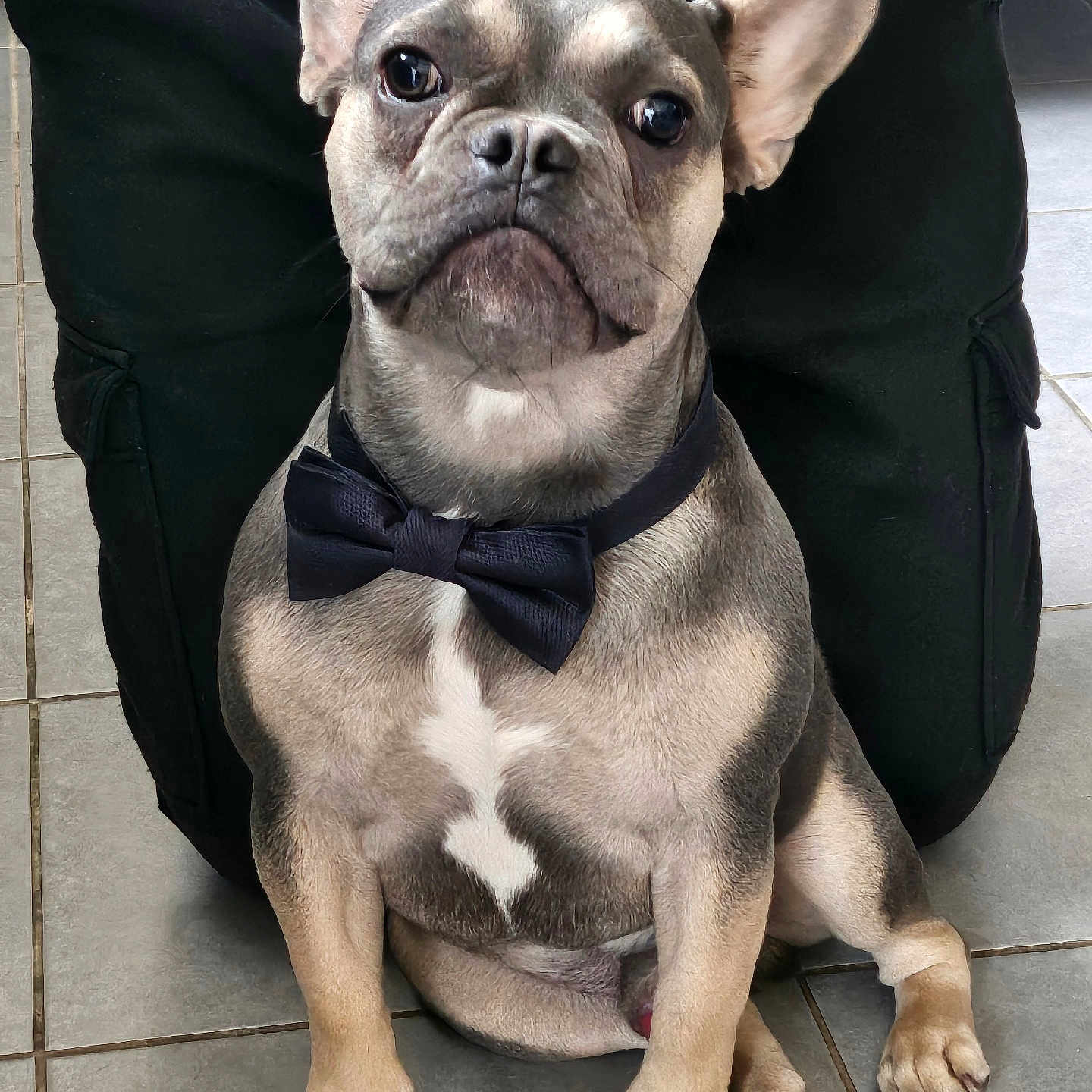 Volt participe au concours pour gagner de l'argent avec cette photo : animal, black_pants, bow_tie, canine, companion, cute, dog, domestic_animal, ears, face, floor, french_bulldog, indoor, looking, paw, pet, portrait, sitting, tile, well_dressed