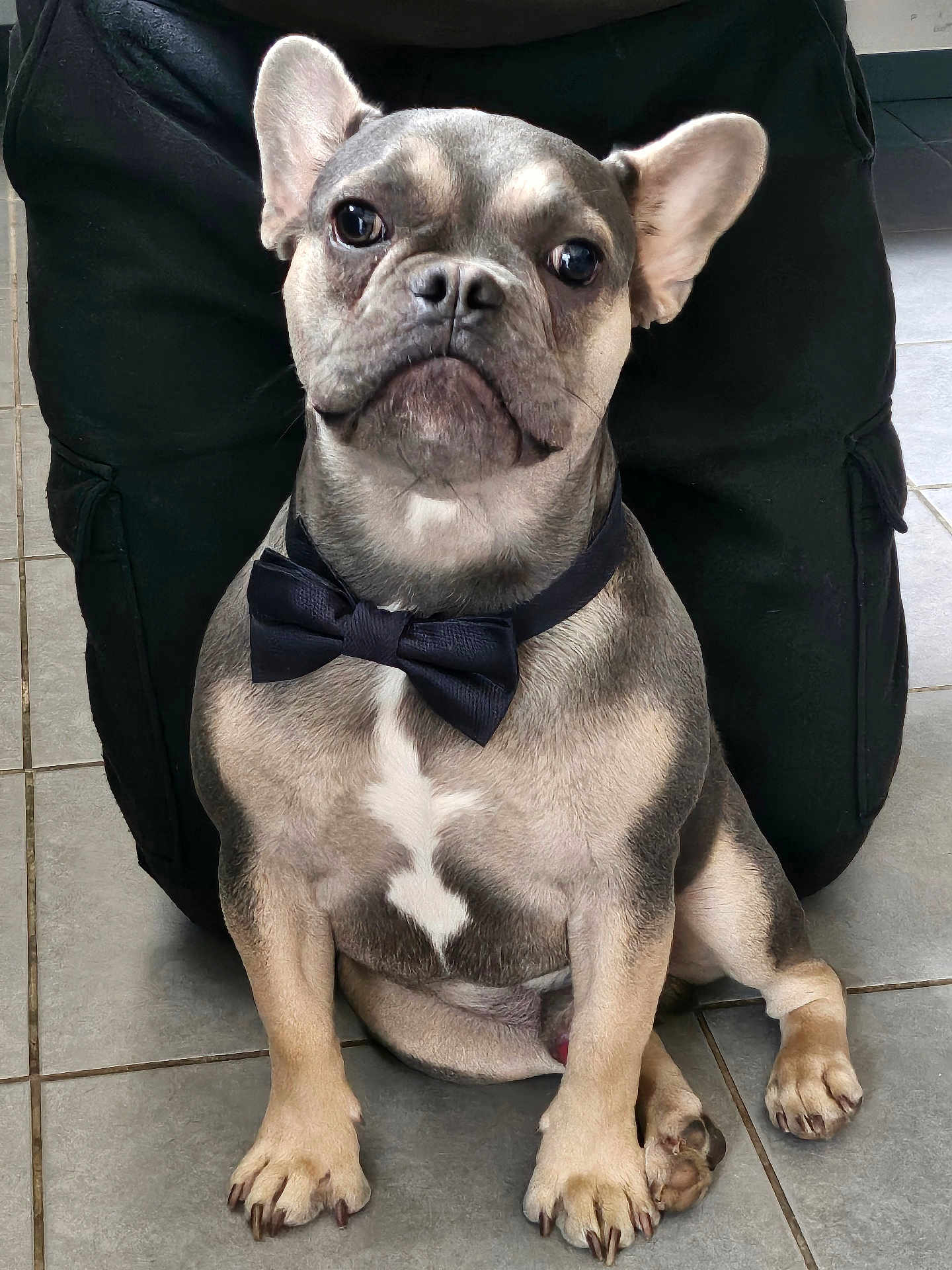 Volt participe au concours pour gagner de l'argent avec cette photo : french_bulldog, dog, bow_tie, pet, canine, sitting, floor, tile, black_pants, indoor, paw, ears, face, animal, companion, cute, domestic_animal, portrait, looking, well_dressed