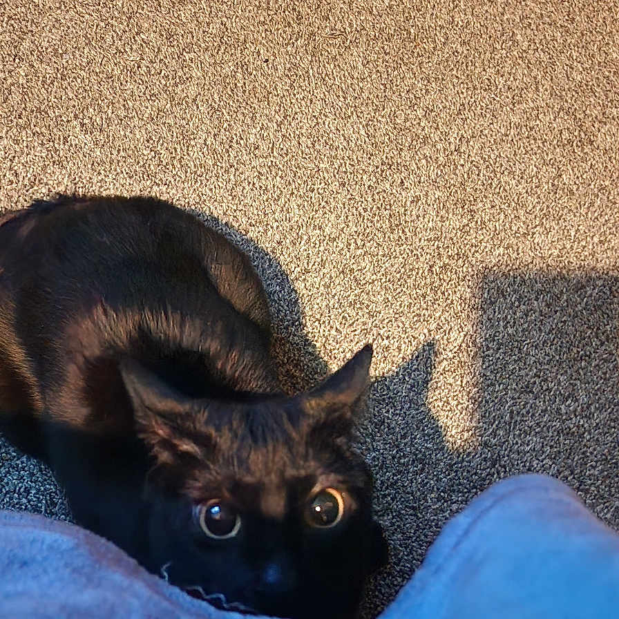 Bean